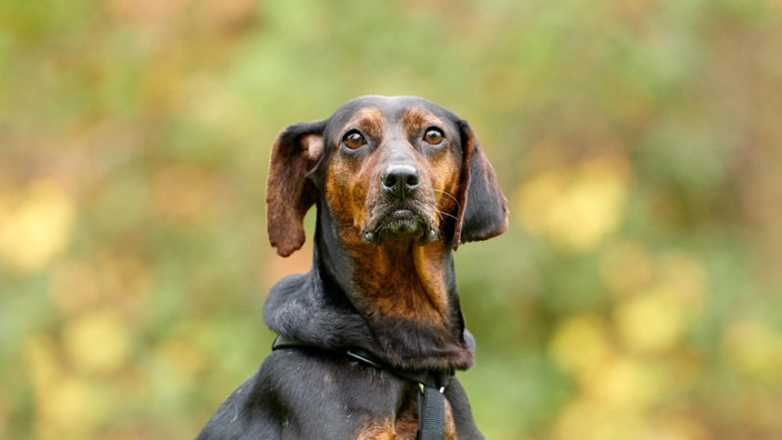 Nahaufnahme eines schwarz-braunen Hundes