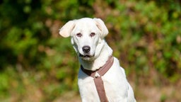 Eine Nahaufnahme eines weißen Hundes mit einem langen Gesicht