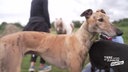 Rennhund mit braunem Fell 