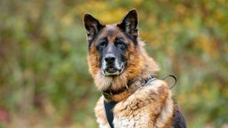 Braun-schwarzer Hund in Nahaufnahme 