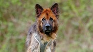 Altdeutscher Schäferhund mit braunem, dichten Fell und hoch aufstehenden Ohren in Nahaufnahme