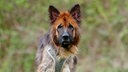 Altdeutscher Schäferhund mit braunem, dichten Fell und hoch aufstehenden Ohren in Nahaufnahme