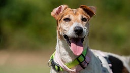 Dreifarbiger Hund hechelnd in Nahaufnahme 