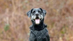 Hund mit schwarzem Fell hechelnd in Nahaufnahme 