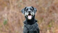 Hund mit schwarzem Fell hechelnd in Nahaufnahme 