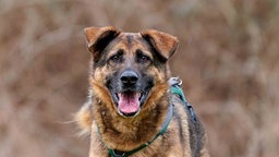 Hund mit braun-schwarzem Fell schaut hechelnd in die Kamera 
