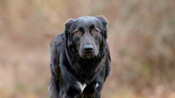 Hund mit schwarzem Fell und weißen Abzeichen in Nahaufnahme 