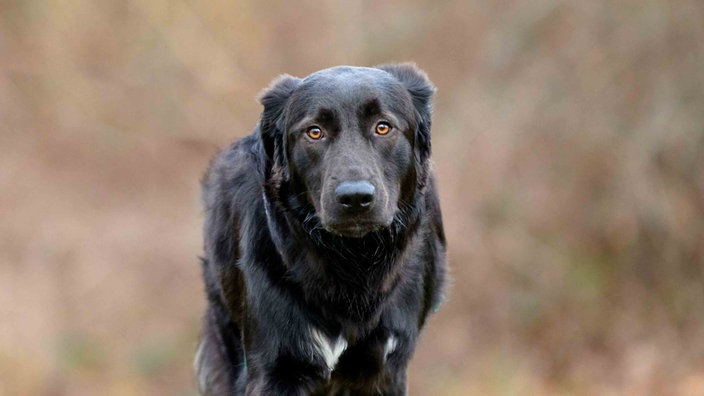 Hund mit schwarzem Fell und weißen Abzeichen in Nahaufnahme 