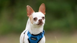 Hund mit weißem Fell und braunen Abzeichen und einem blauen Geschirr in Nahaufnahme 