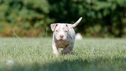 Merlefarbener Junghund mit blauen Augen auf einer Wiese 