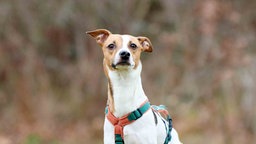Hund mit tricolor-farbigem Fell in Nahaufnahme 
