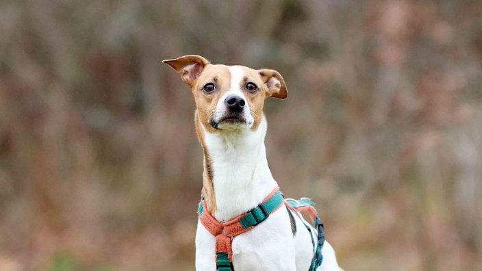 Hund mit tricolor-farbigem Fell in Nahaufnahme 