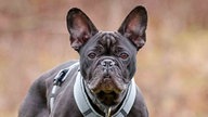 Mittelgroßer schwarzer Hund in Nahaufnahme 