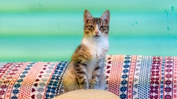 Kater mit getigertem Fell auf einer bunt gemusterten Decke 