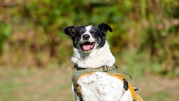 Nahaufnahme eines schwarz-weißen Hundes mit einem orangenen Geschirr