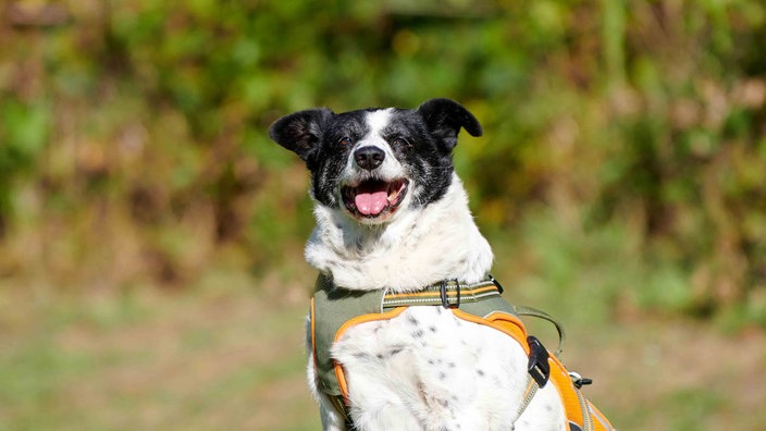 Nahaufnahme eines schwarz-weißen Hundes mit einem orangenen Geschirr