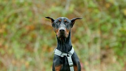 Großer Hund mit schwarz-braunem Fell in Nahaufnahme 