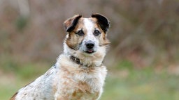 Mittelgroßer Hund mit braun-weißem Fell in Nahaufnahme 