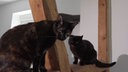 Zwei schwarze Katzen auf einem Katzenkletterturm  