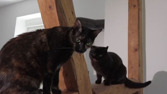 Zwei schwarze Katzen auf einem Katzenkletterturm  