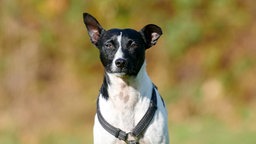 Nahaufnahme eines schwarz-weißen Hundes
