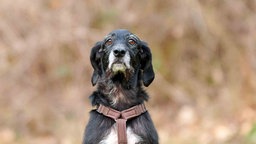 Hund mit schwarzem Fell und weißen A