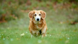 Hund mit rotbraunem Fell und Schlappohren läuft über eine Wiese 