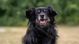 Nahaufnahme von einem Hund mit schwarz-braunem langem Fell 