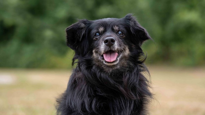 Nahaufnahme von einem Hund mit schwarz-braunem langem Fell 