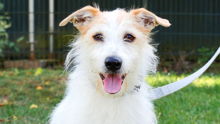 Hund mit weißem Fell und hellbraunen Abzeichen hechelnd in Nahaufnahme 