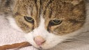 Katze mit braun gestromtem Fell in Nahaufnahme 