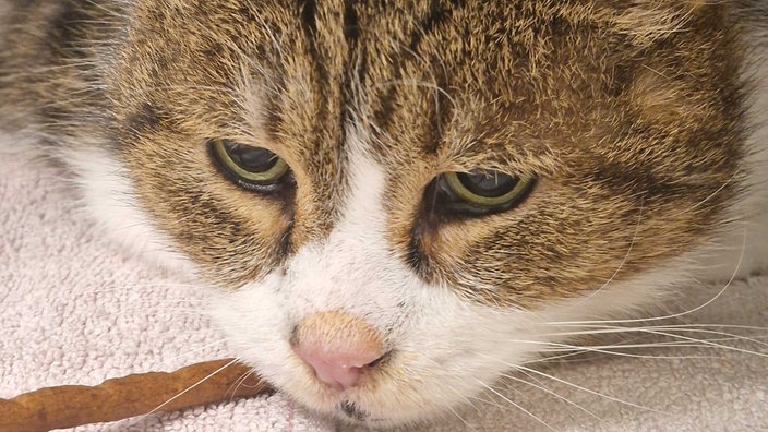 Katze mit braun gestromtem Fell in Nahaufnahme 