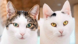 Eine Collage mit einer weiß-getigerten und einer weiß-schwarzen Katze 