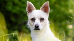 Hund mit weißem Fell und spitzen Ohren in Nahaufnahme 