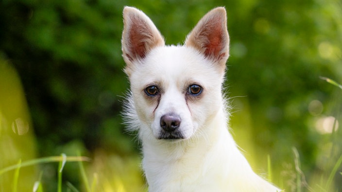 Hund mit weißem Fell und spitzen Ohren in Nahaufnahme 