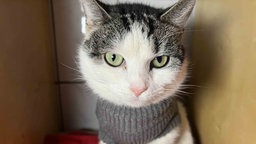 Katze mit weiß-getigertem Fell in Nahaufnahme 