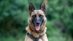 Hund mit braunem Fell und schwarzer Maske hechelnd in Nahaufnahme 