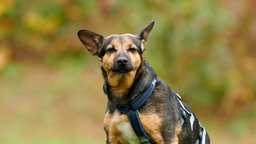 Nahaufnahme eines braun-schwarzen Hundes
