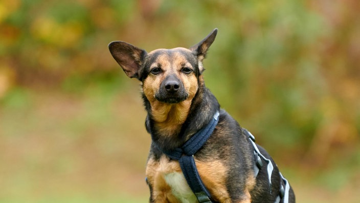 Nahaufnahme eines braun-schwarzen Hundes