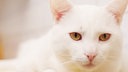 Nahaufnahme einer weißen Katze 