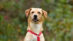 Hund mit hellbraunem Fell und rotem Geschirr in Nahaufnahme 