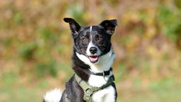Nahaufnahme eines schwarz-weißen Hundes