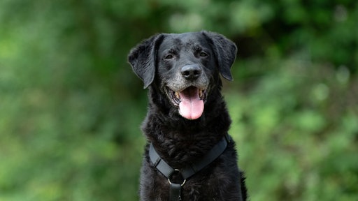 Schwarze Hund hechelnd in Nahaufnahme 