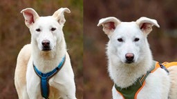 Eine Collage aus zwei Hunden mit hellem Fell 