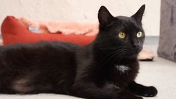 Schwarze Katze in Nahaufnahme 