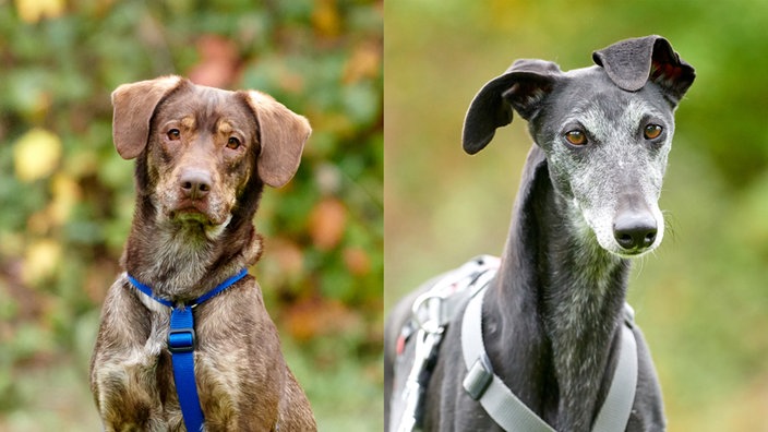 Collage von zwei Hunden: Links ein brauner Hund und rechts ein schwarz-weißer Hund 