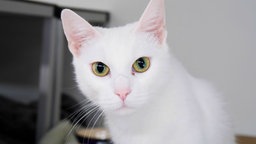 Katze mit weißem Fell und gelb-grünen Augen in Nahaufnahme 