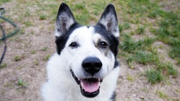 Nahaufnahme eines weißen Hundes mit schwarzen Flecken