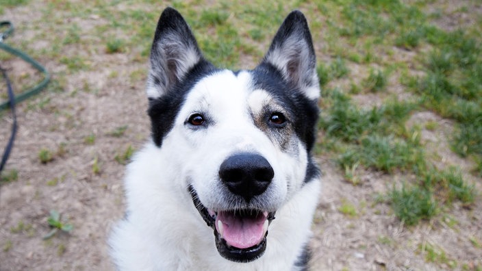 Nahaufnahme eines weißen Hundes mit schwarzen Flecken