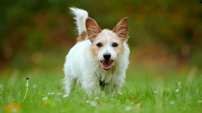 Kleiner Hund mit langem weiß-braunem Fell auf einer Wiese 